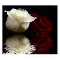 Rose In Water VI logo
