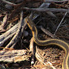 Maritime Garter Snake