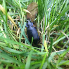 Narrow Searcher Beetle