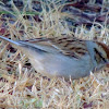 Chipping sparrow