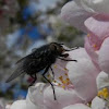 Black Tachinid Fly