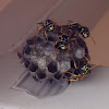 European Paper Wasps