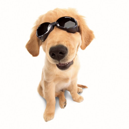Más grande Dureza Ninguna Gafas de sol para perros, protege a tu mascota de los rayos del sol |  Blickers