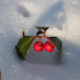Wintergreen (Gaultheria Procumbens) of Maine