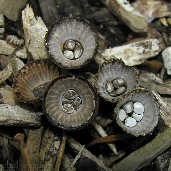 Fluted Bird's Nest Fungi Project Noah