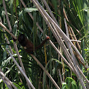 Bolivian Red Howler