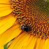 Bumble bee, Garden bumblebee