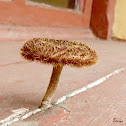 Lentinus mushroom