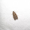Scopariiinae moth