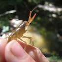 Eastern Crawdad