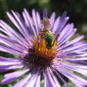 Green Metallic Bee - Halictid bee