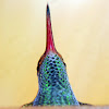 Ruffus-tailed hummingbird