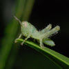 Grasshopper (nymph)