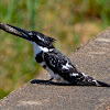 Pied Kingfisher