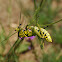 Green Milkweed Locust (Immature)