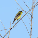 Lesser Goldfinch (Male)