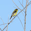 Lesser Goldfinch (Male)