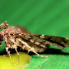 Hepialidae