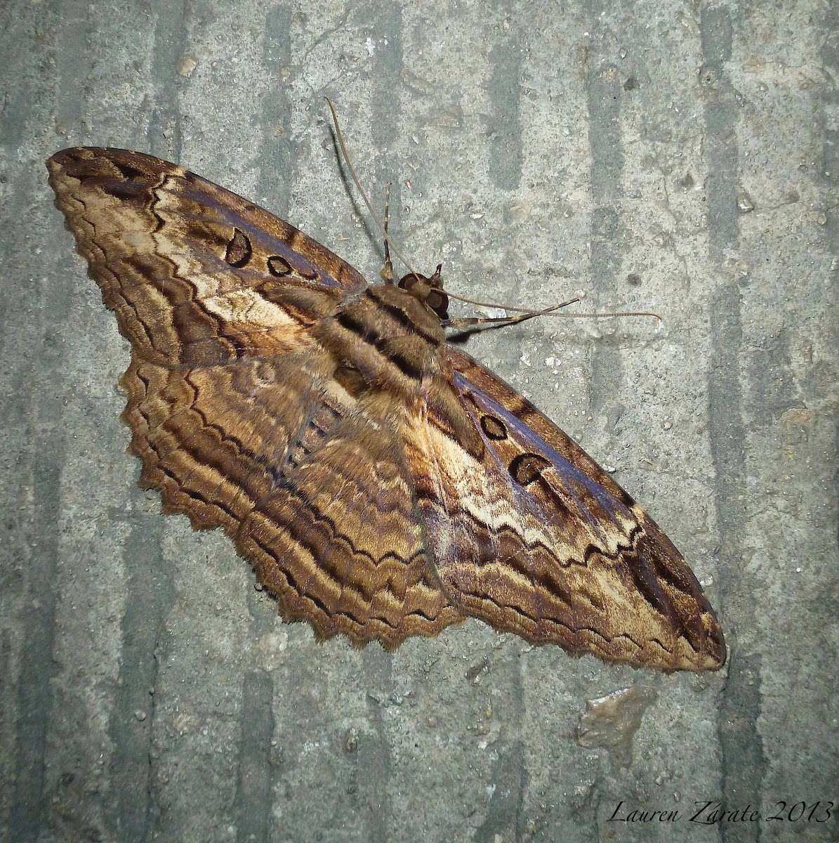 Large Noctuid Moth