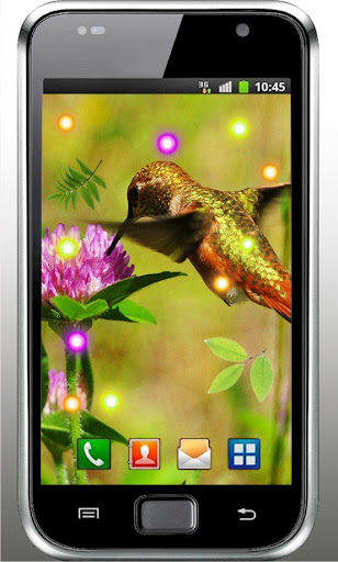 Hello Colibri live wallpaper