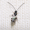 Parasitic Braconid Wasp
