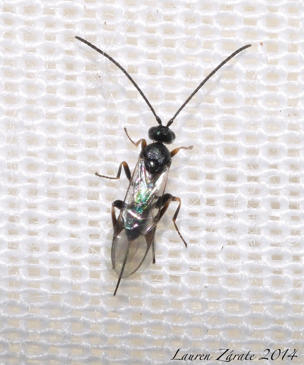 Parasitic Braconid Wasp