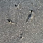 Sea gull track