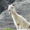 Gaddi Goat