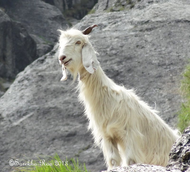 Gaddi Goat