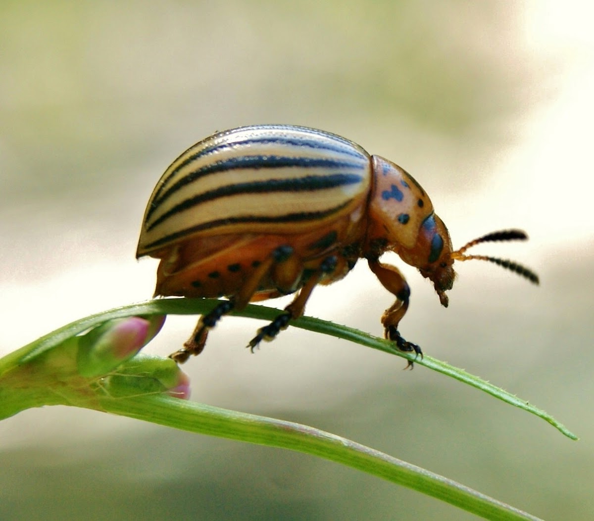 Potato Beetle