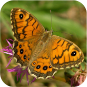 corona app österreich kritik