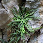 Maidenhair Spleenwort, slezenica