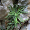 Maidenhair Spleenwort, slezenica