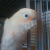 Goffin's cockatoo