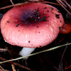 Red Russula