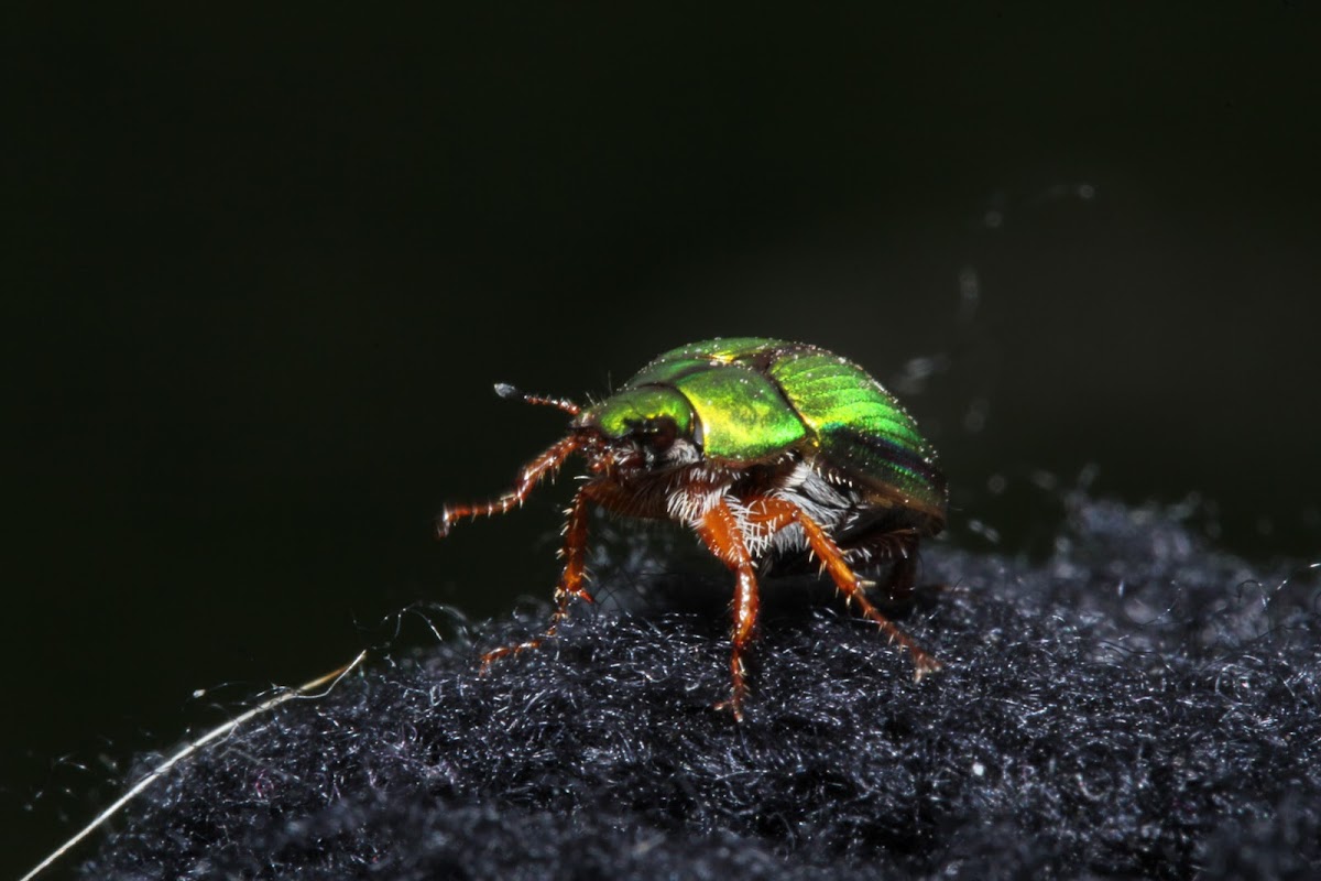Manuka Beetle