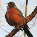 American robin