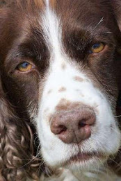 English SpringerSpaniel Puzzle poster 3