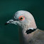 African Mourning Dove