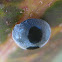 Globe-marked Lady Beetle