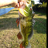 Butterfly peacock bass