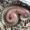 Millipede