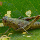 Grasshopper