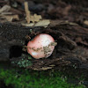 Russula