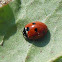 Seven spotted Lady Beetle