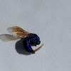 Augochlora Sweat Bee