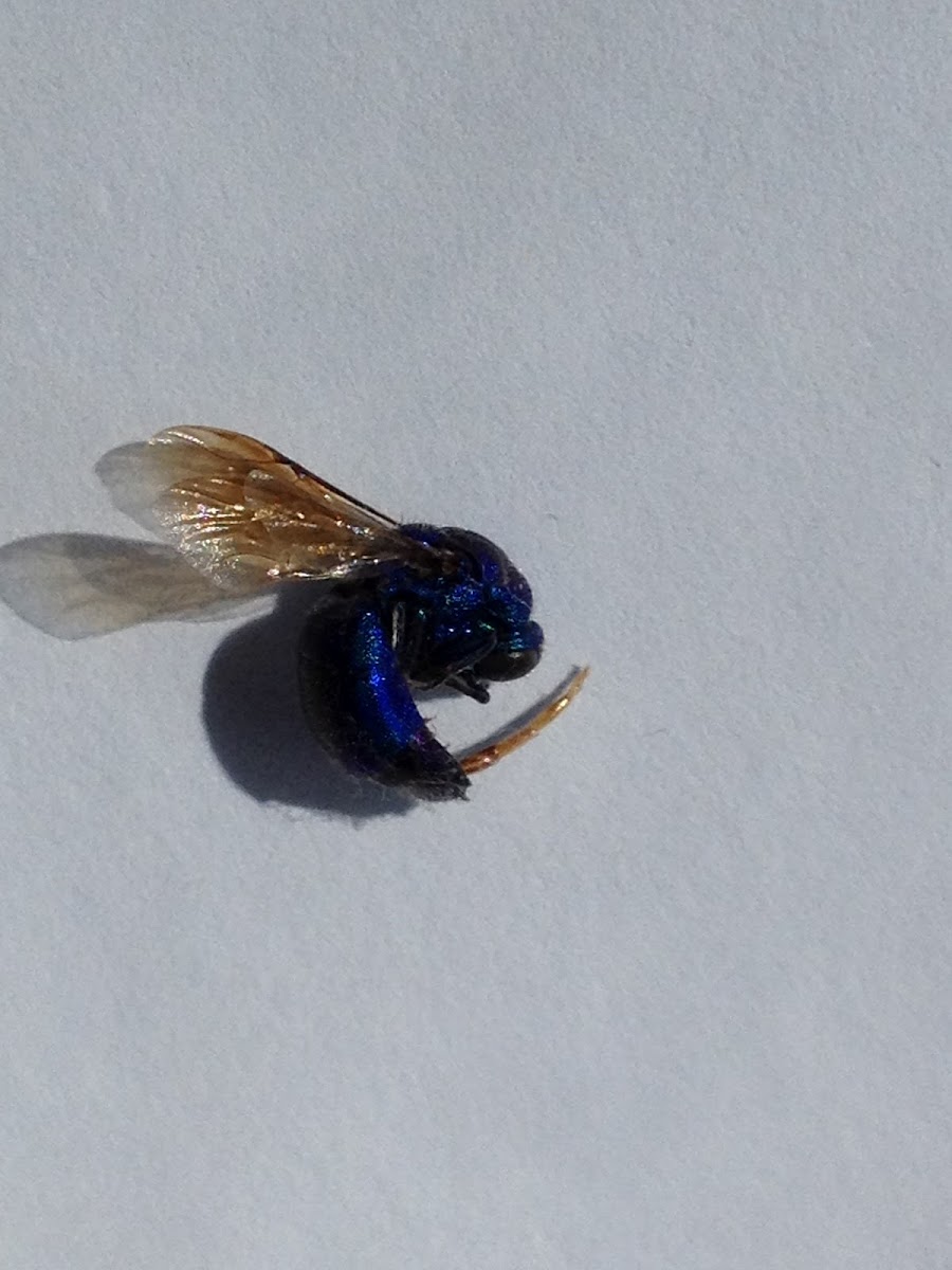 Augochlora Sweat Bee