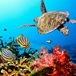 Aquarium Live Wallpaper 1.0
