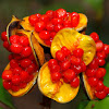 Rough fruit Pittosporum