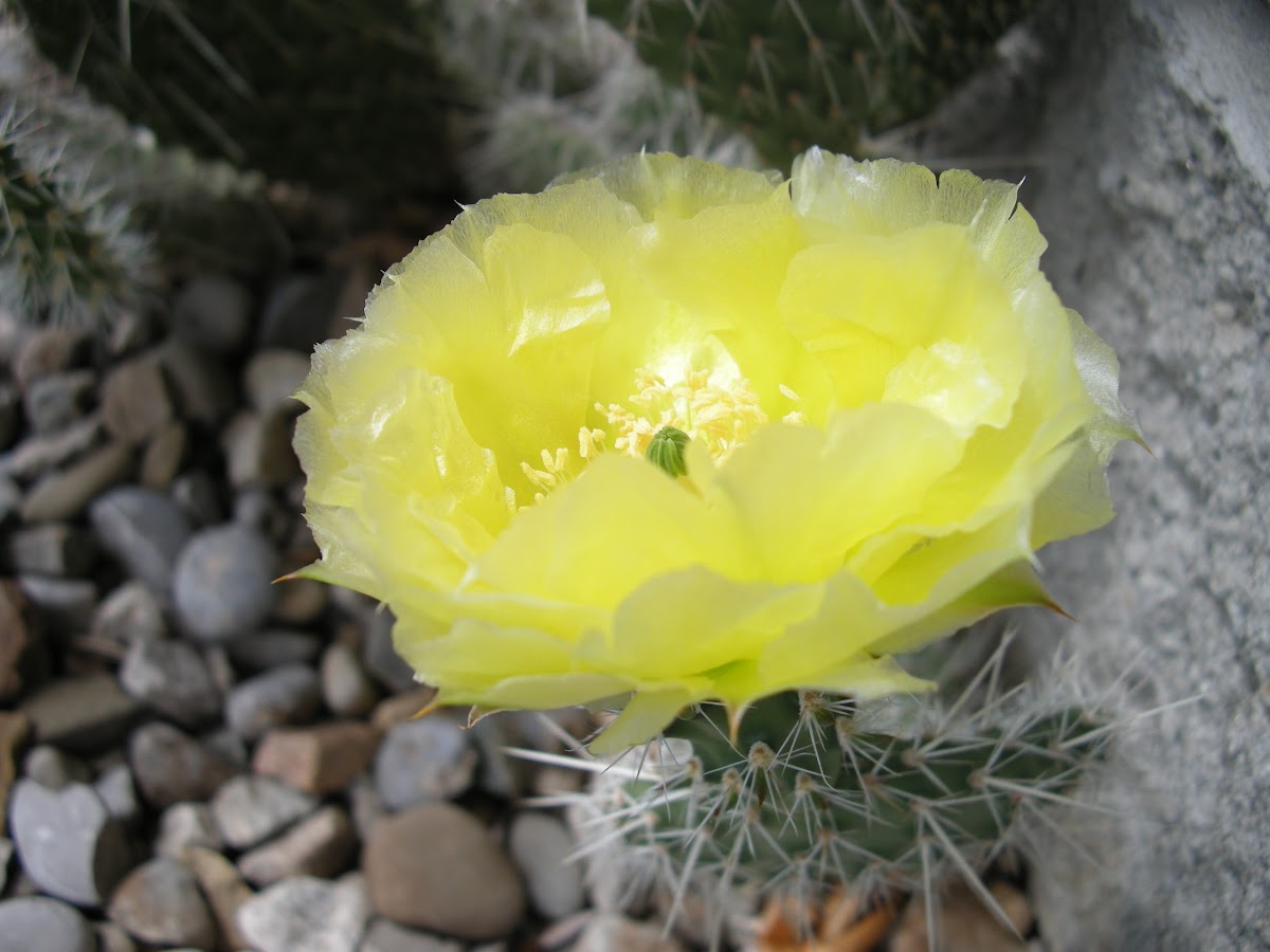 Common name: Plains Prickly Pear